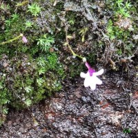 Utricularia moniliformis P.Taylor